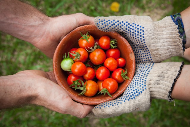 noal farm product image tomatoes